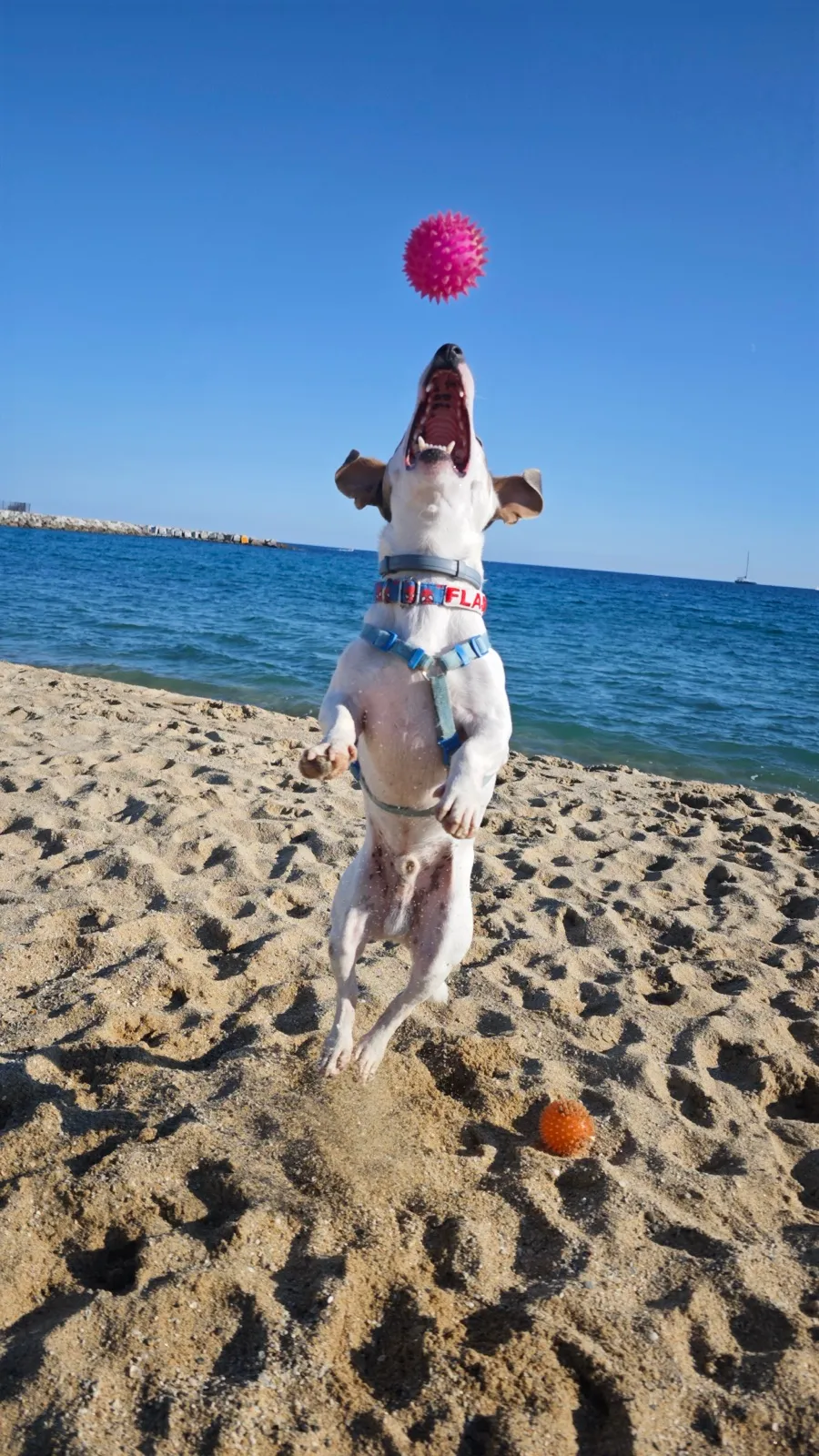 Flash saltando en la playa para atrapar una pelota rosa.